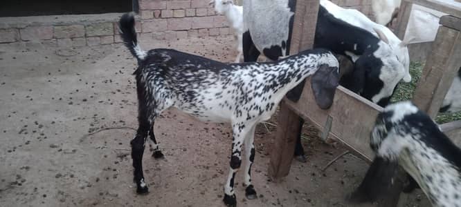 Makhi cheeni Goats