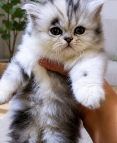 40 days female kitten tripple coat punch face . 03201433807