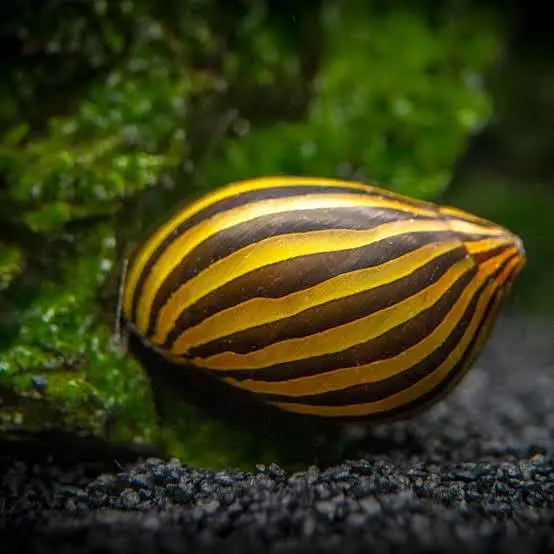 Guppy Nerite Candy Betta