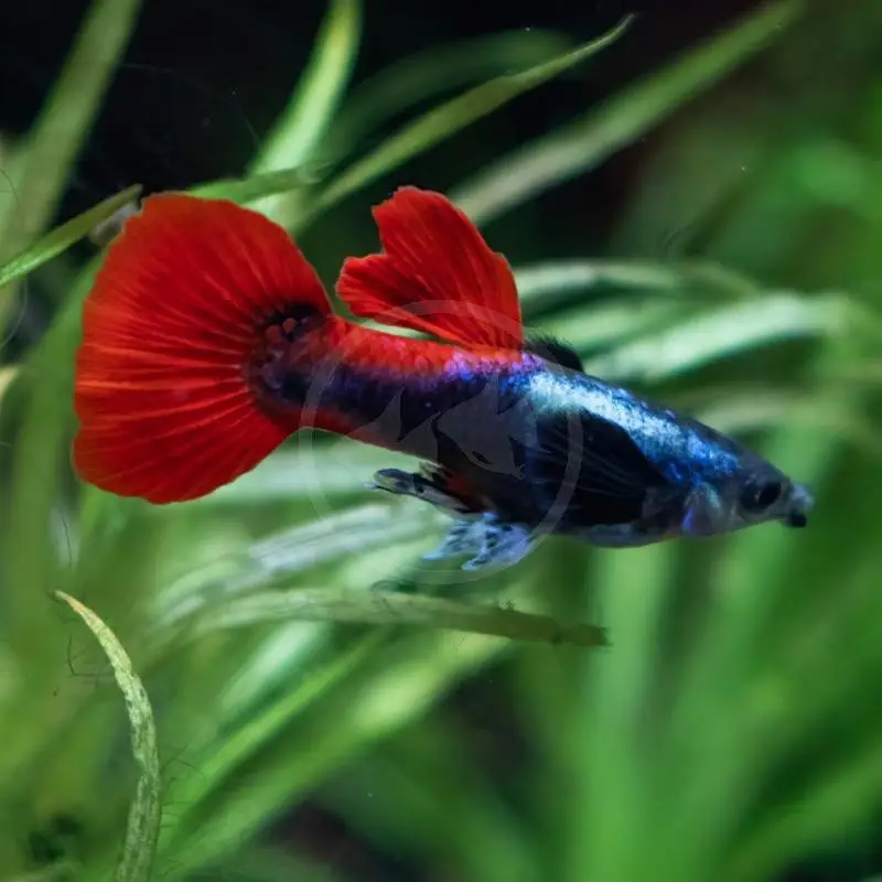 Guppy Nerite Candy Betta — photo 2