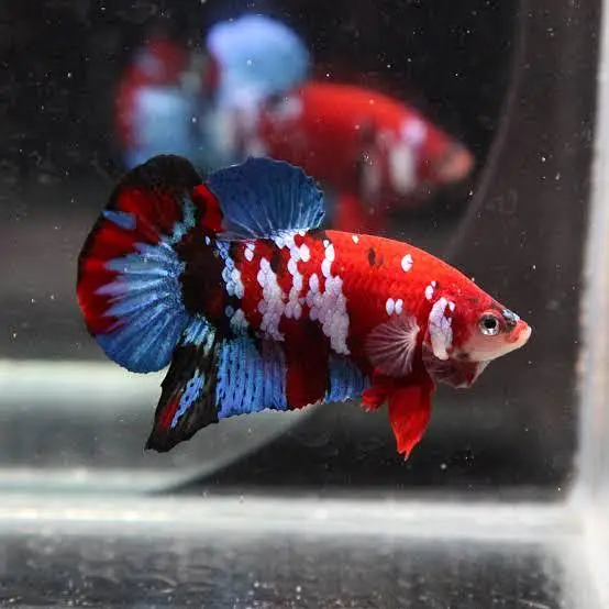 Guppy Nerite Candy Betta — photo 3