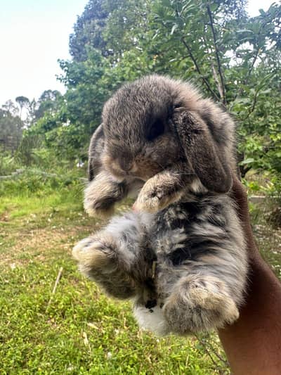 holland lop top breed buny