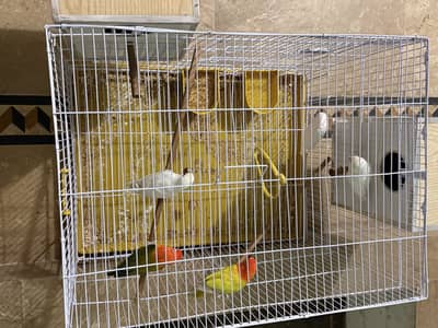 2 pair Lovebirds with new cage for sale
