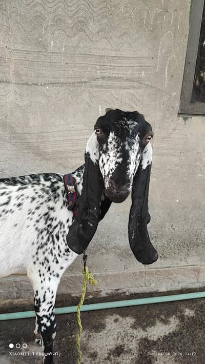 Bakri for urgent sale (path)