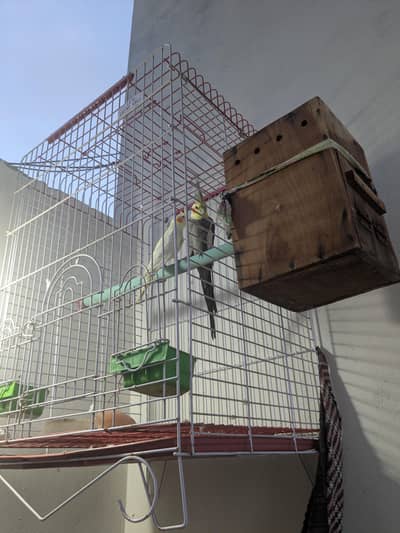Ringneck & Raw Parrot Cage with Breeding Box