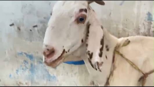 Faisalabadi makhi cheene beetal bakri with 2 male kids