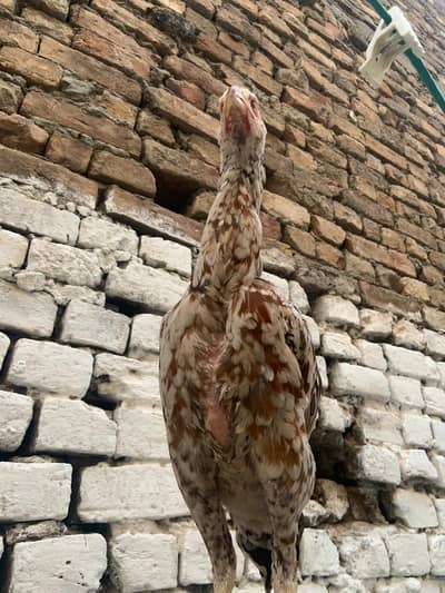 shamo female long height