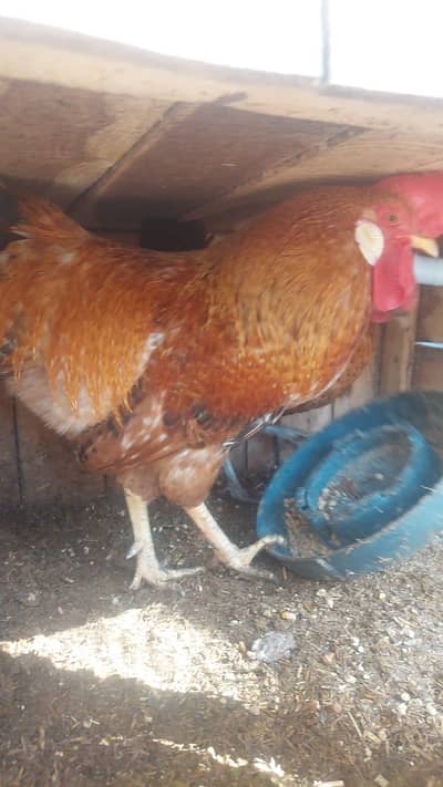 Desi Murghay For Sale