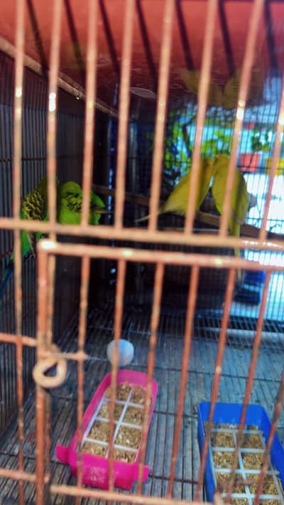 Lovebirds, Java, Exibitions buggies, Diomand Dove