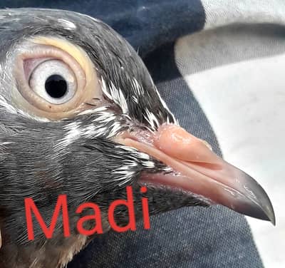 Kali Taddy Madiyan