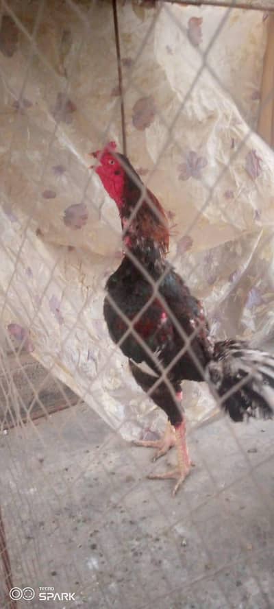 Aseed Sindhi breeder pair