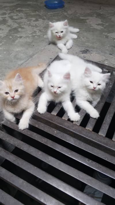 Persian kittens