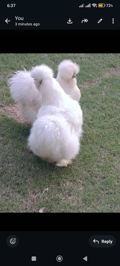PAIR OF SILKIE CHICKENS
