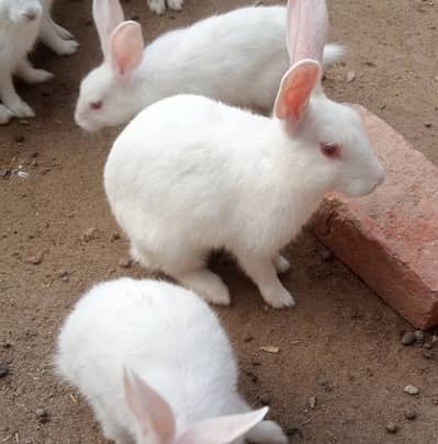 Rabbits Pair - Red Eyes