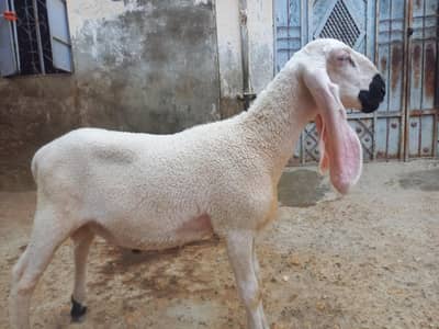 sheep