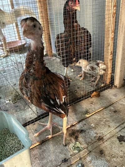 Aseel hens,chicks, Shamoo for sale with 5 cages