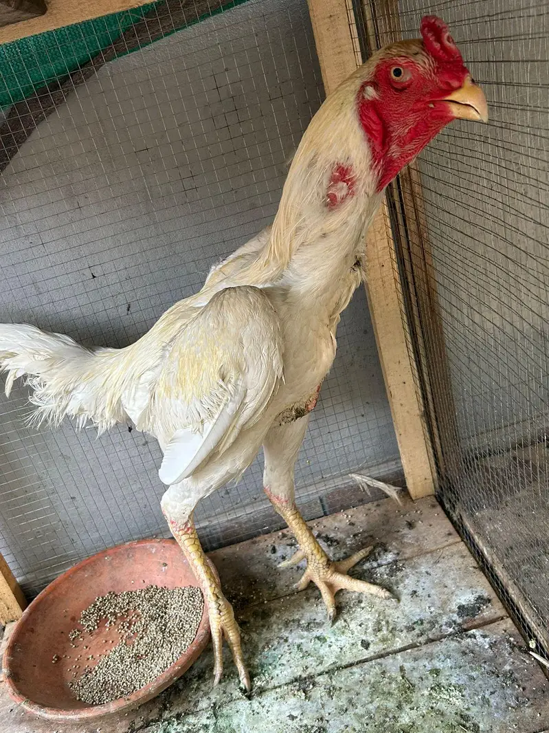 Aseel hens,chicks, Shamoo for sale with 5 cages — photo 2