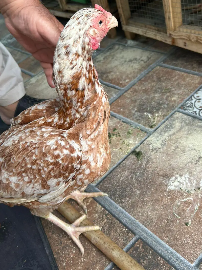 Aseel hens,chicks, Shamoo for sale with 5 cages — photo 3