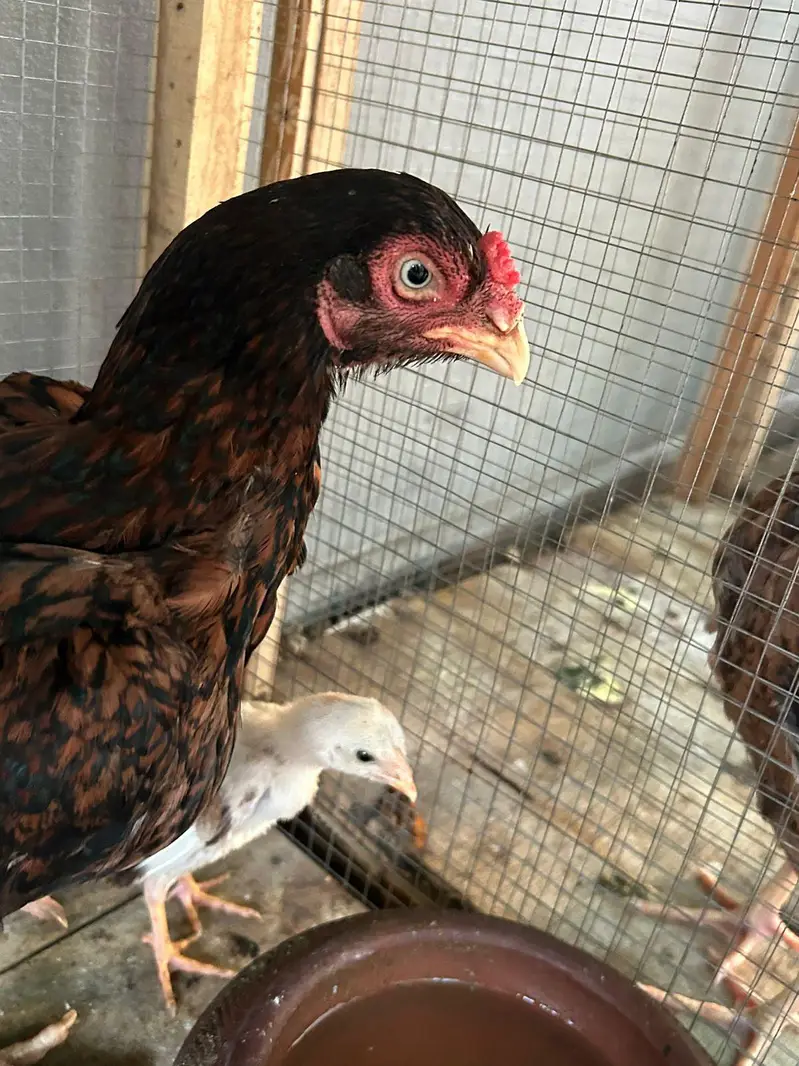 Aseel hens,chicks, Shamoo for sale with 5 cages — photo 4