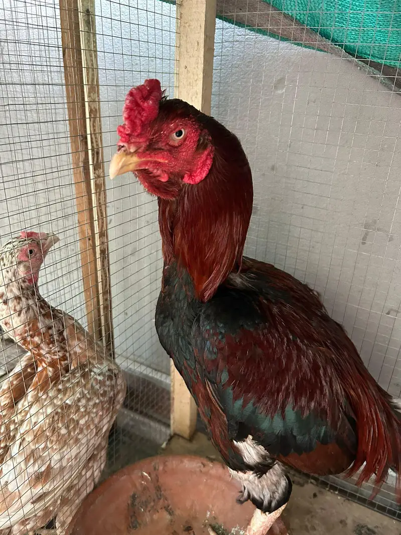 Aseel hens,chicks, Shamoo for sale with 5 cages — photo 5