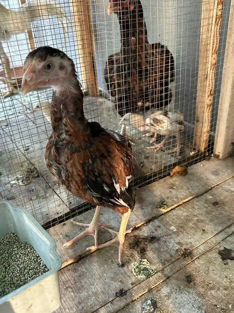 Aseel hens,chicks, Shamoo for sale with 5 cages — photo 6