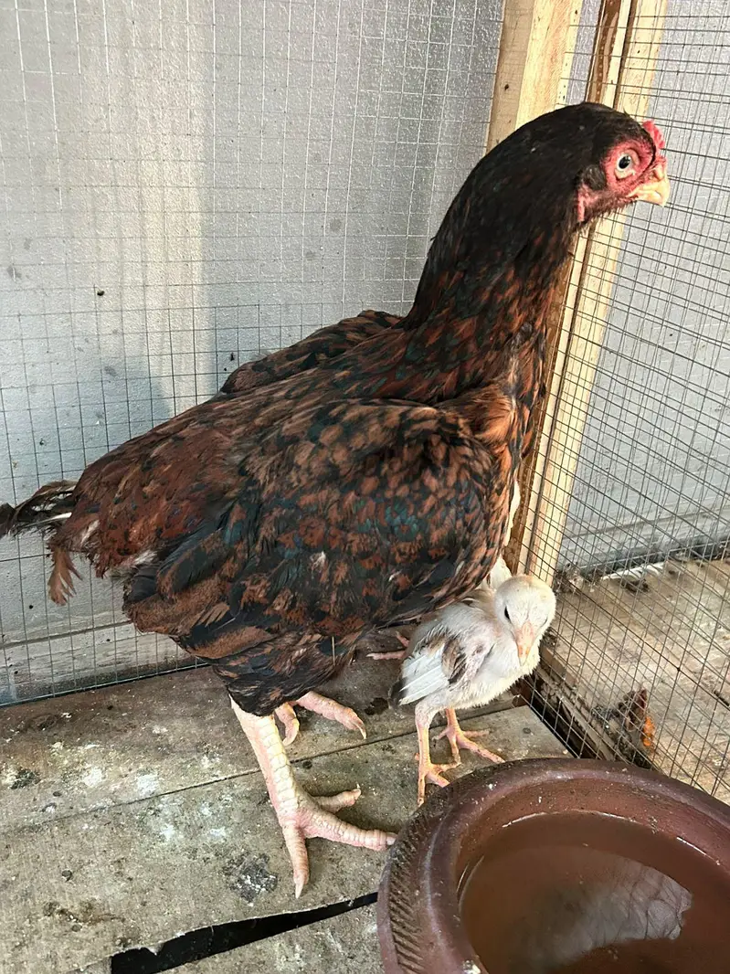 Aseel hens,chicks, Shamoo for sale with 5 cages — photo 7