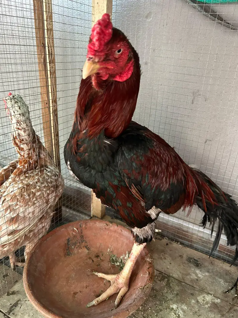Aseel hens,chicks, Shamoo for sale with 5 cages — photo 8
