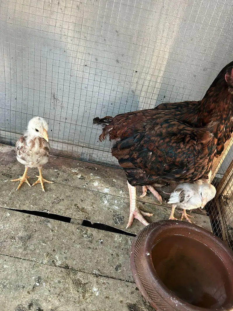 Aseel hens,chicks, Shamoo for sale with 5 cages — photo 9