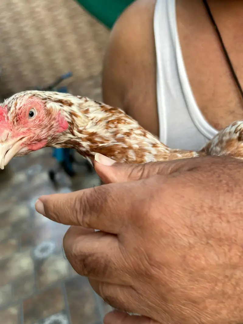 Aseel hens,chicks, Shamoo for sale with 5 cages — photo 10