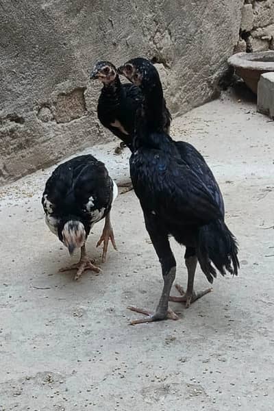 Aseel Mushky and cheeni pathiyan Whatsapp 03410011102