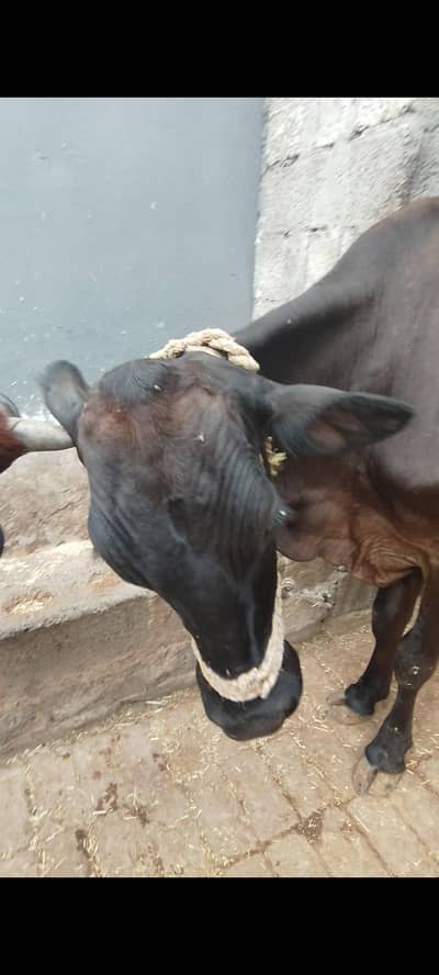 11 kilo dod cows for sale