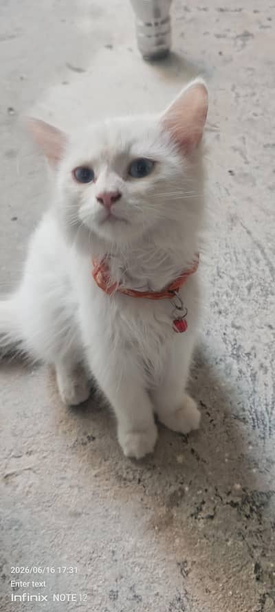 Persian male cat
