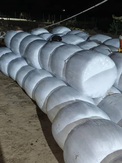 Corn Silage Available for Sale contact: 03052745148