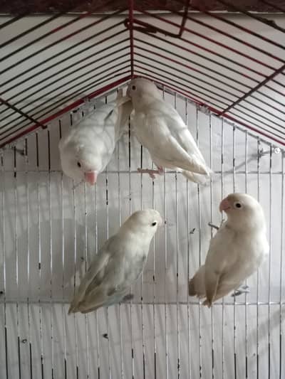 Breeder 1 pair red eyes Albino 1 pair black eyes split blue
