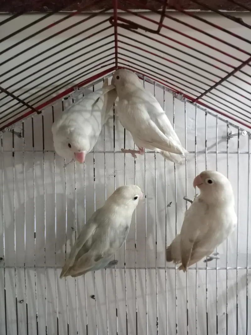 Breeder 1 pair red eyes Albino 1 pair black eyes split blue