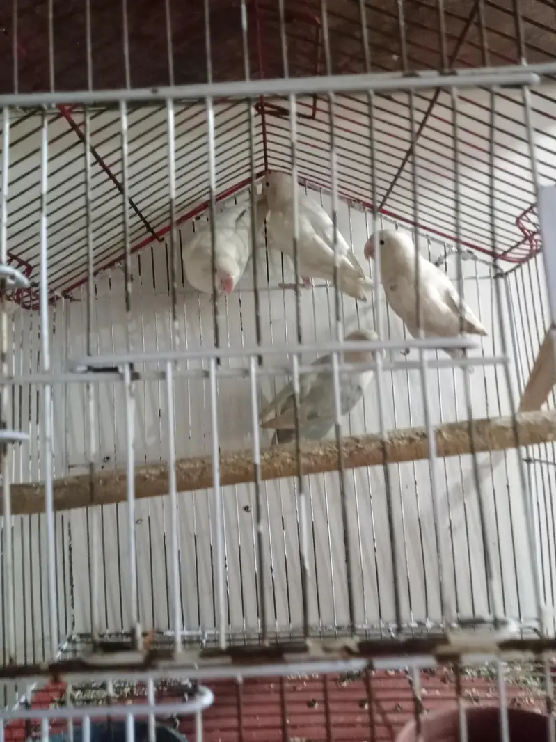Breeder 1 pair red eyes Albino 1 pair black eyes split blue — photo 2