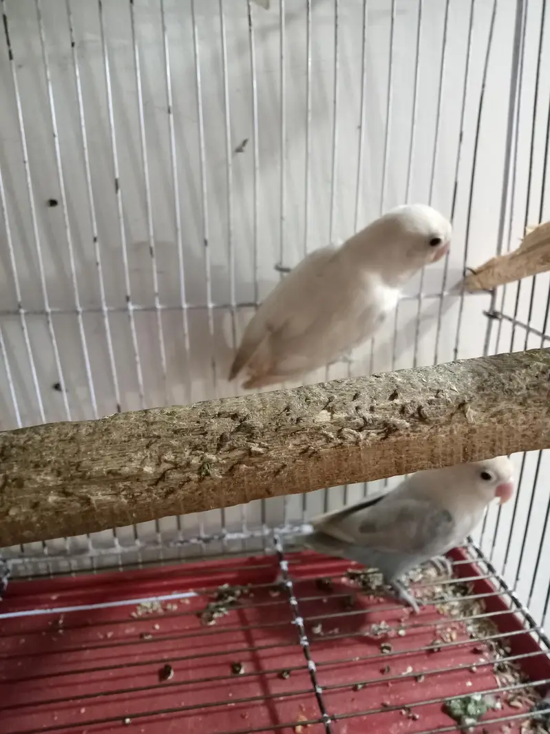 Breeder 1 pair red eyes Albino 1 pair black eyes split blue — photo 3