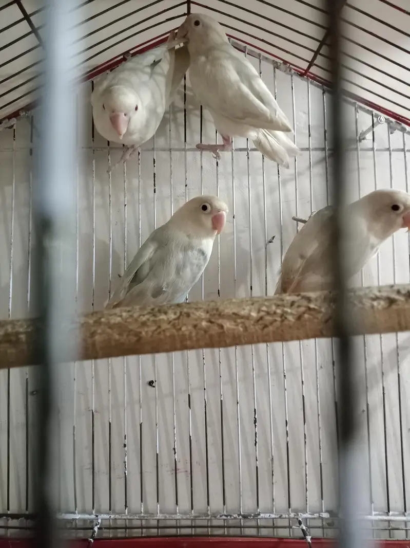 Breeder 1 pair red eyes Albino 1 pair black eyes split blue — photo 4