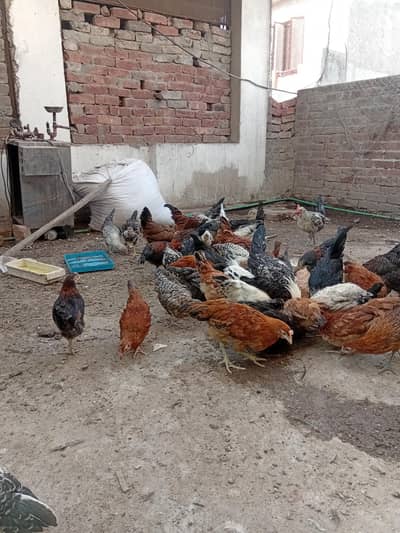 for sale