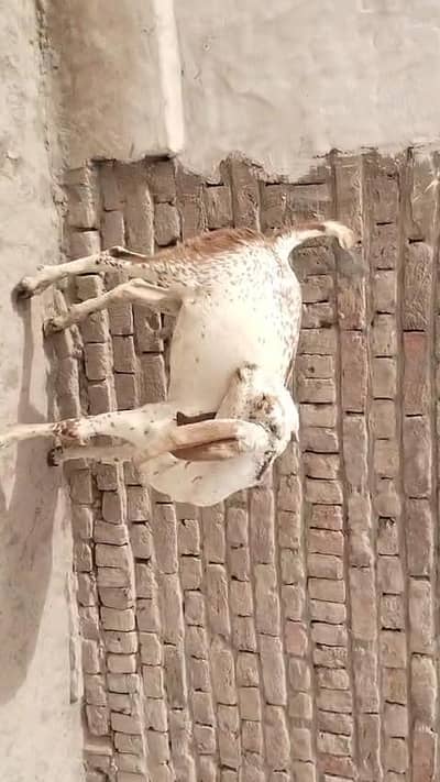 desi Bakra for Sale Call 03481743426