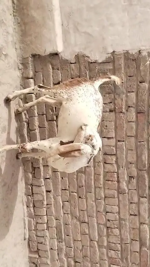 desi Bakra for Sale Call 03481743426