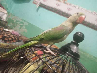 raw parrot