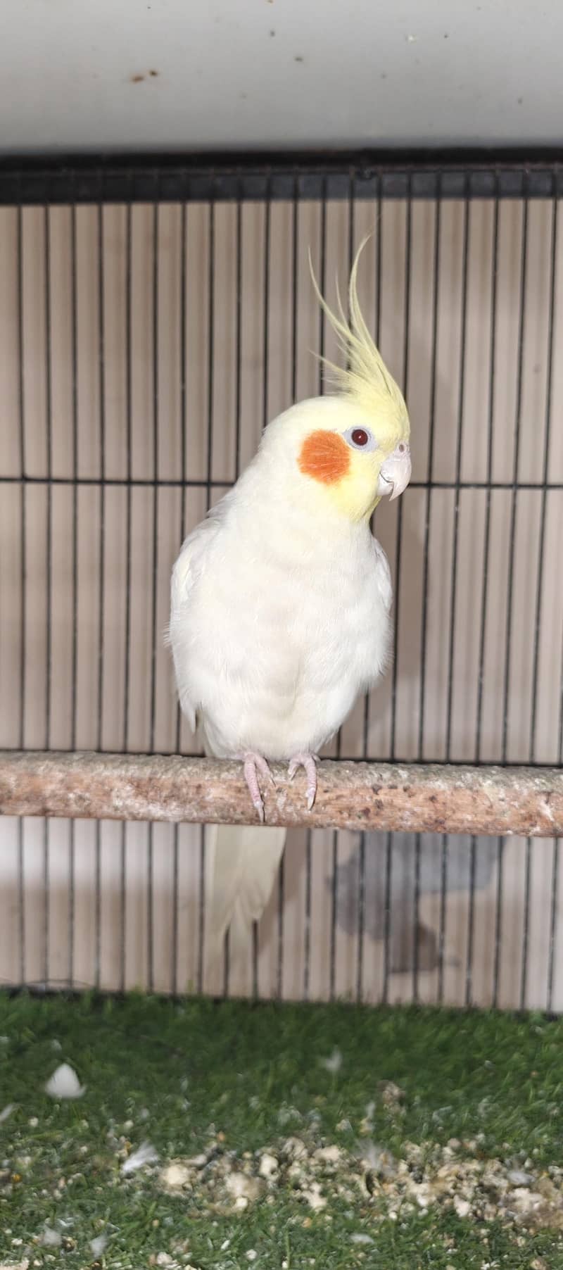Cocktail 1