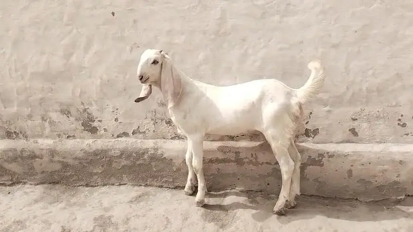 desi Bakra for Sale Call  03481743426