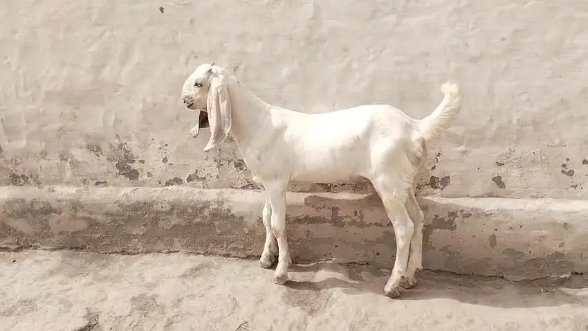 desi Bakra for Sale Call  03481743426 — photo 2