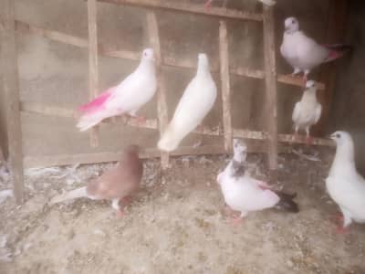 wehshi phatii Highflyer & Pati waly pigeon
