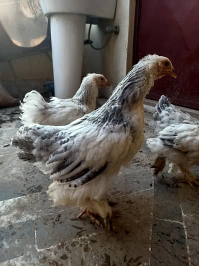Pure Brahma Chicks for Sale - 3 Months Old - Healthy & Active-Peshawar
