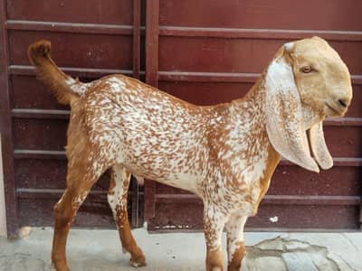 desi Bakra for sale 03405796364