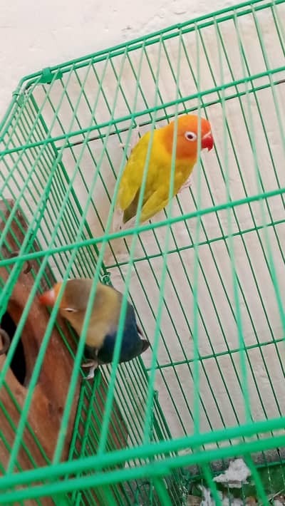 love bird pair