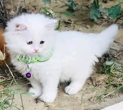 Persian kittens | Cats | Billi |  ʘ⁠‿⁠ʘ| for sale WA |O348|O29O|146